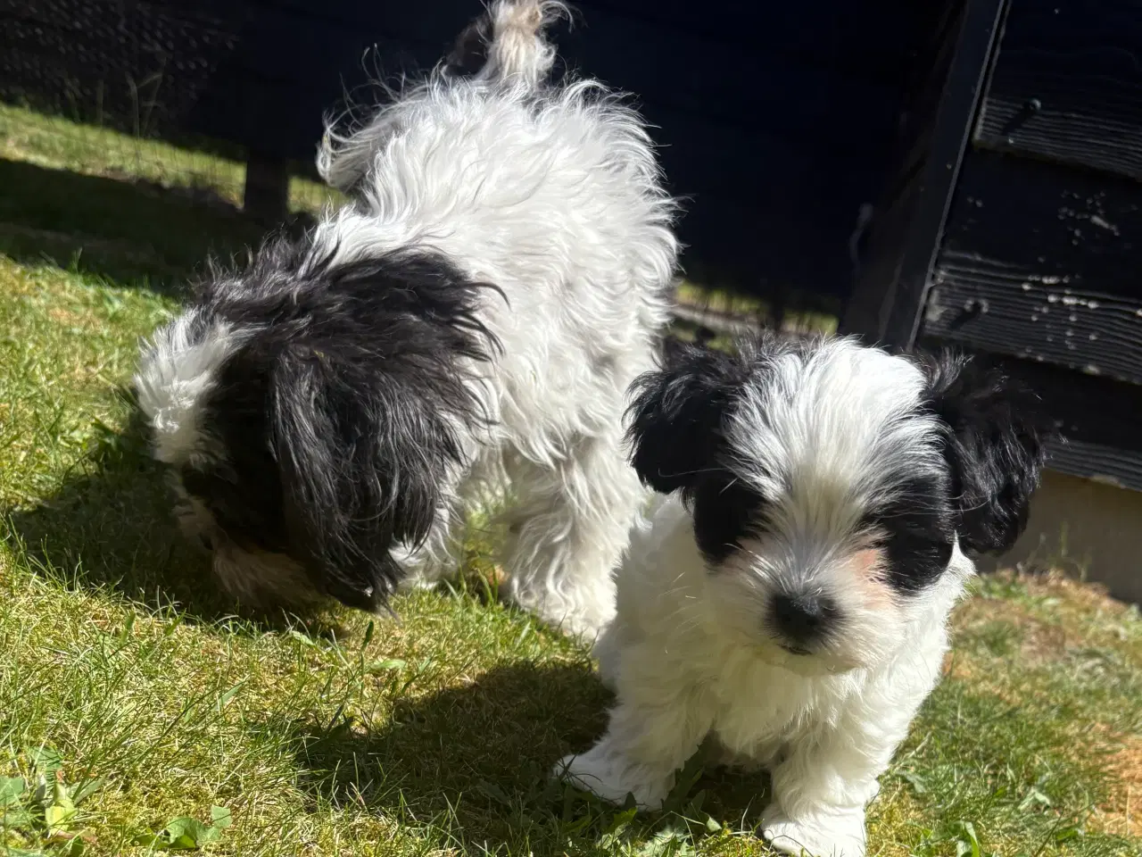 Billede 4 - Skøn lille Boomer han - shih tzu/malteser