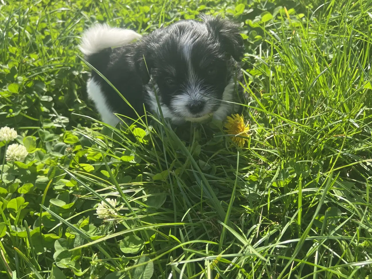 Billede 8 - Allergivenlig Shih Tzu / Bichon Havanais