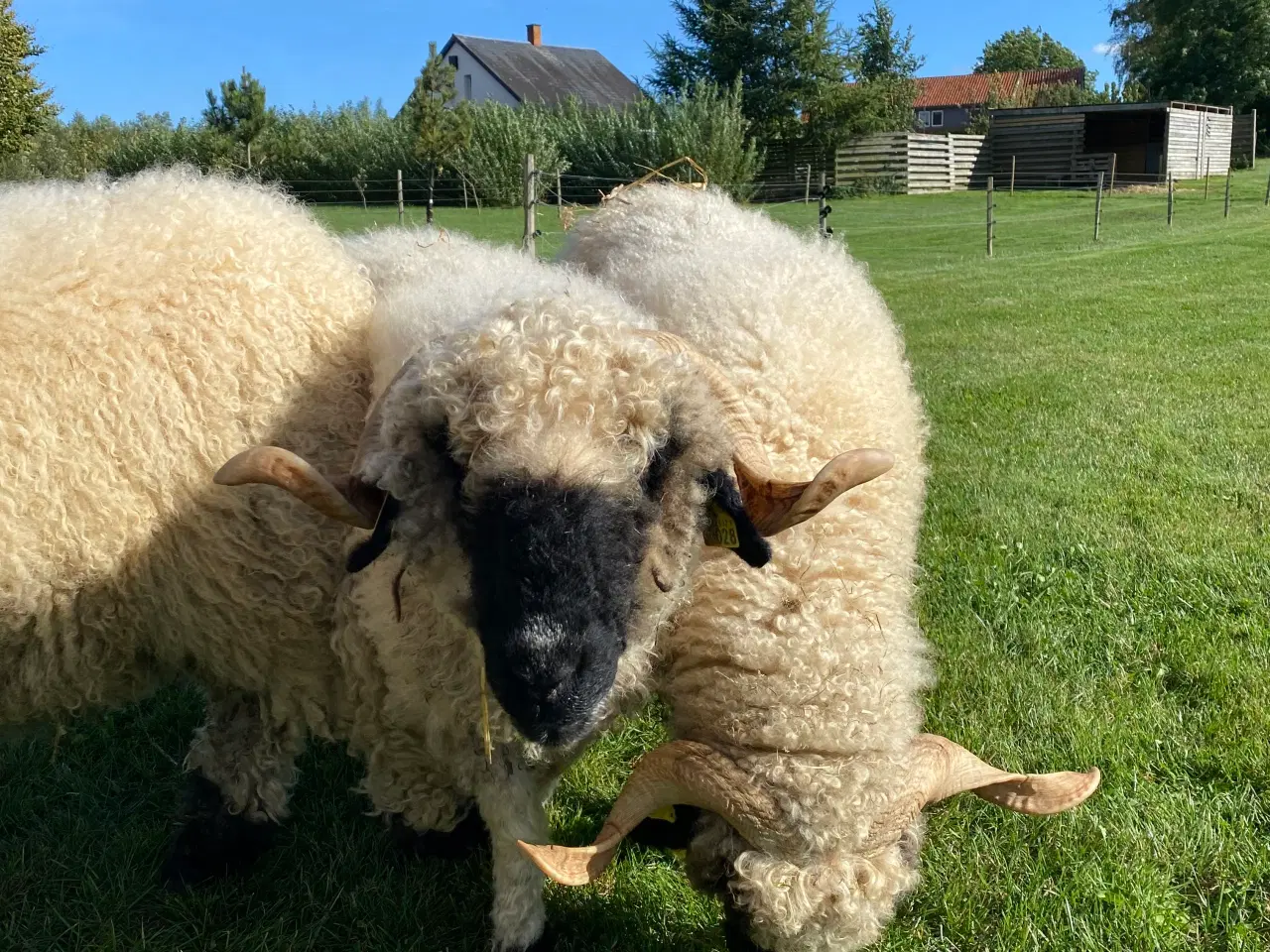 Billede 4 - Valaise Blacknose 