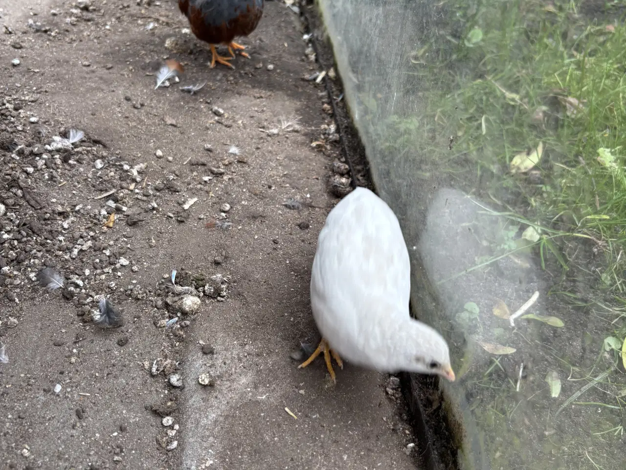 Billede 2 - Kinesiske dværg vagtler sælges.  (Esbjerg)