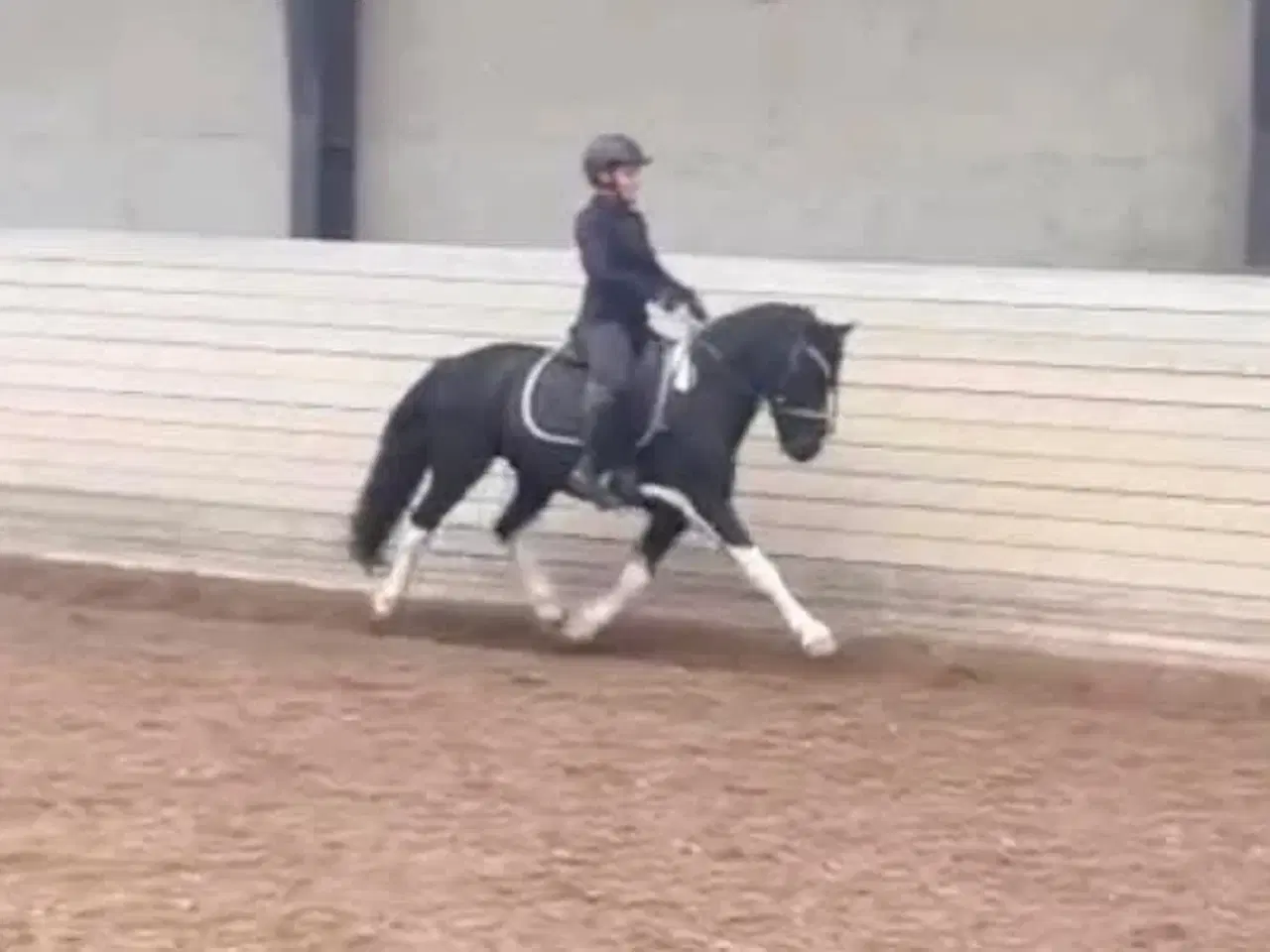 Billede 1 - Super lækker vallak med Wow effekt