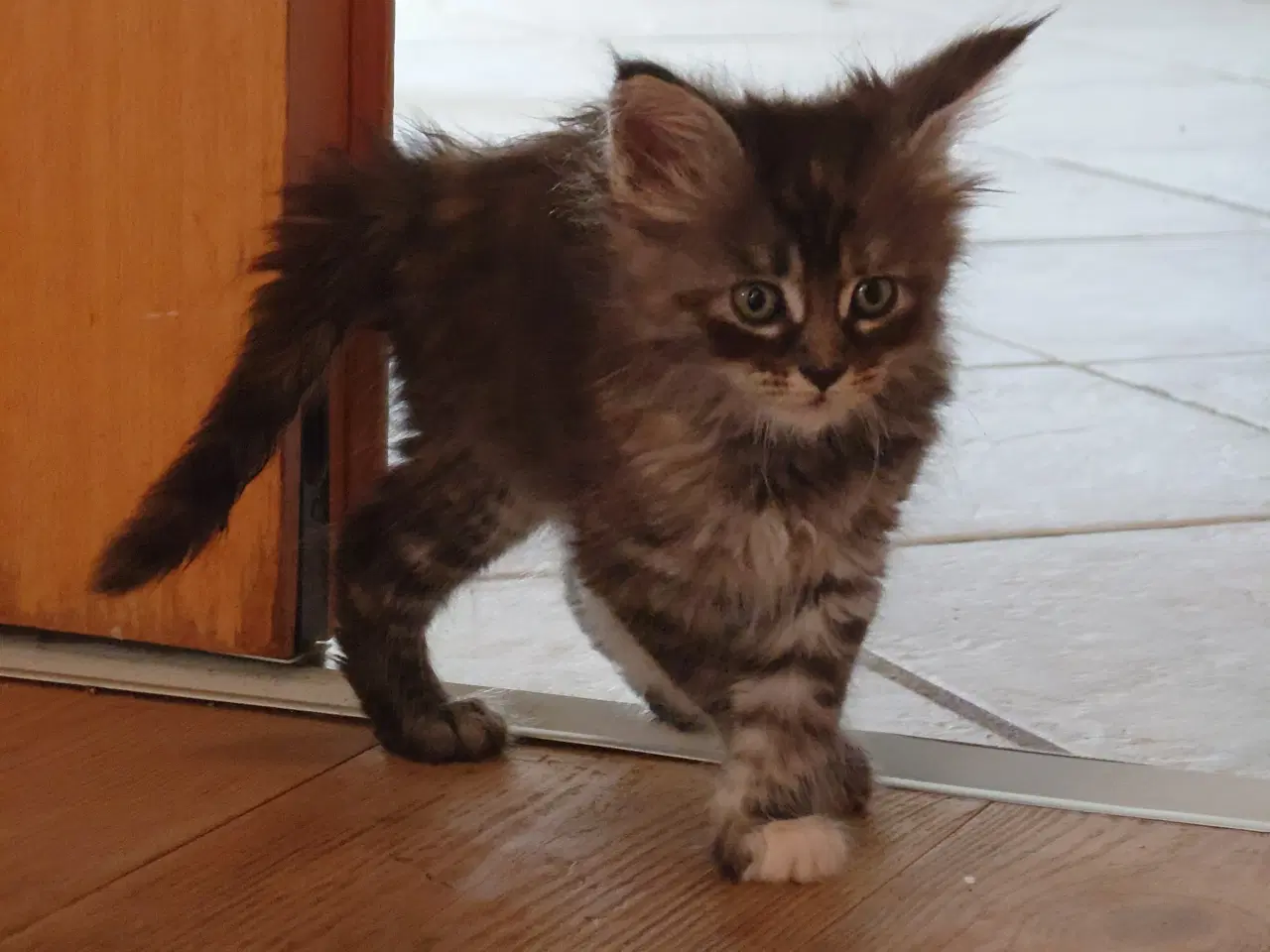 Billede 4 - Maine coon killinger, far ægte med tavle