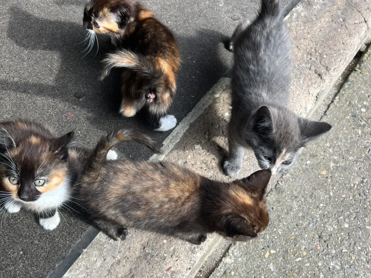 Billede 1 - Kattekillinger - gård katte 