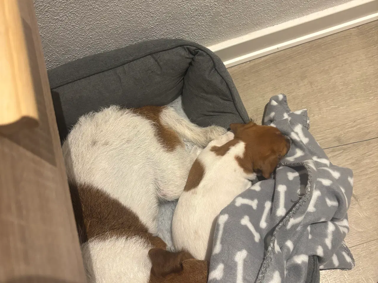 Billede 1 - Jack russel tæve 