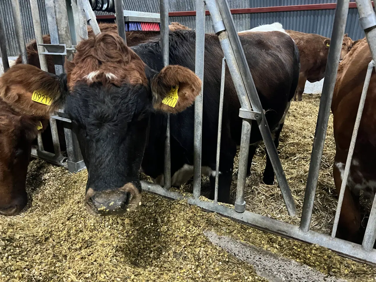 Billede 1 - Drægtig Kvie