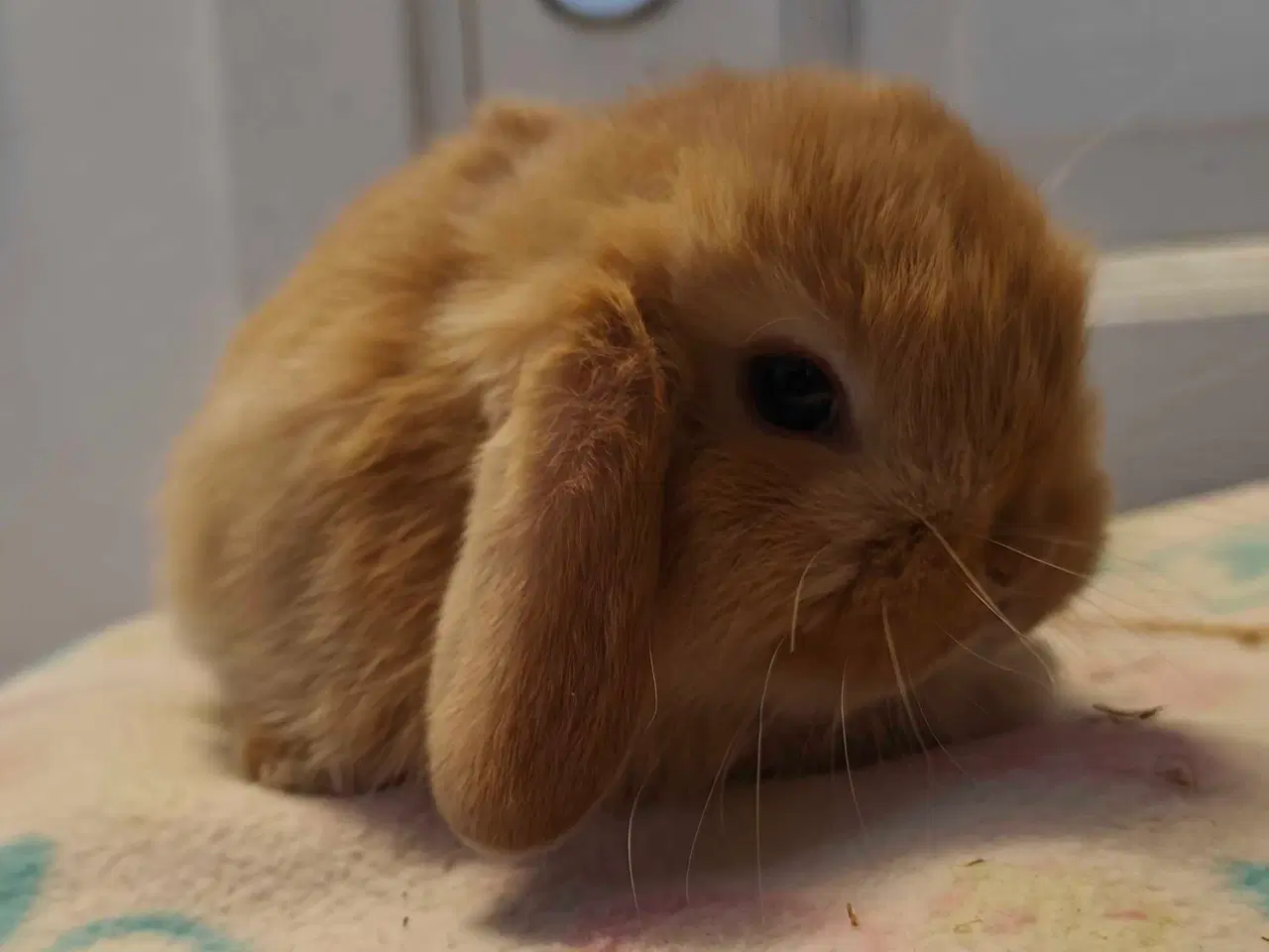 Billede 10 - Minilop