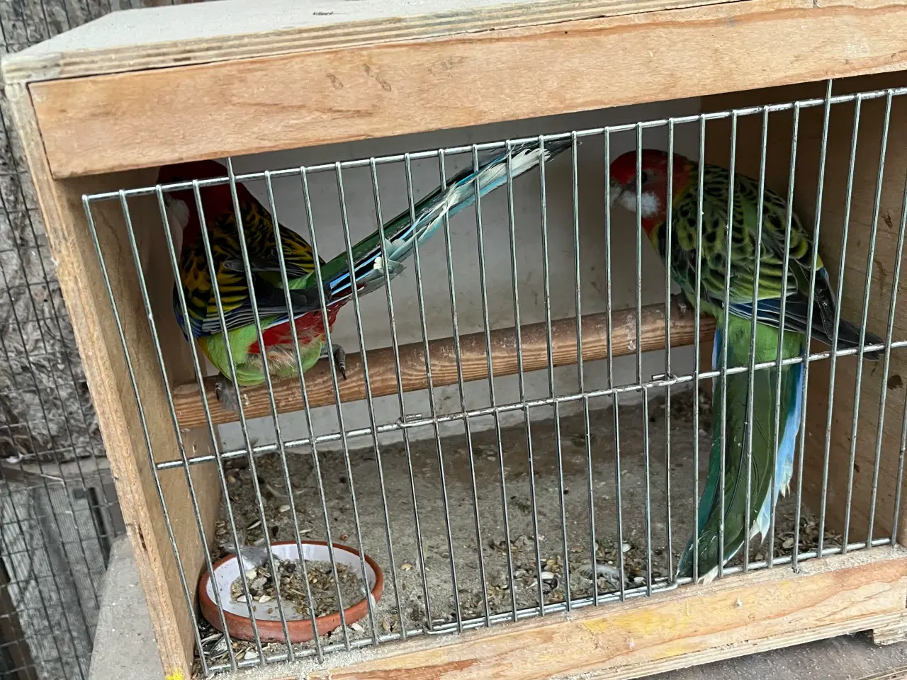 Billede 3 - Et par roseller alm 