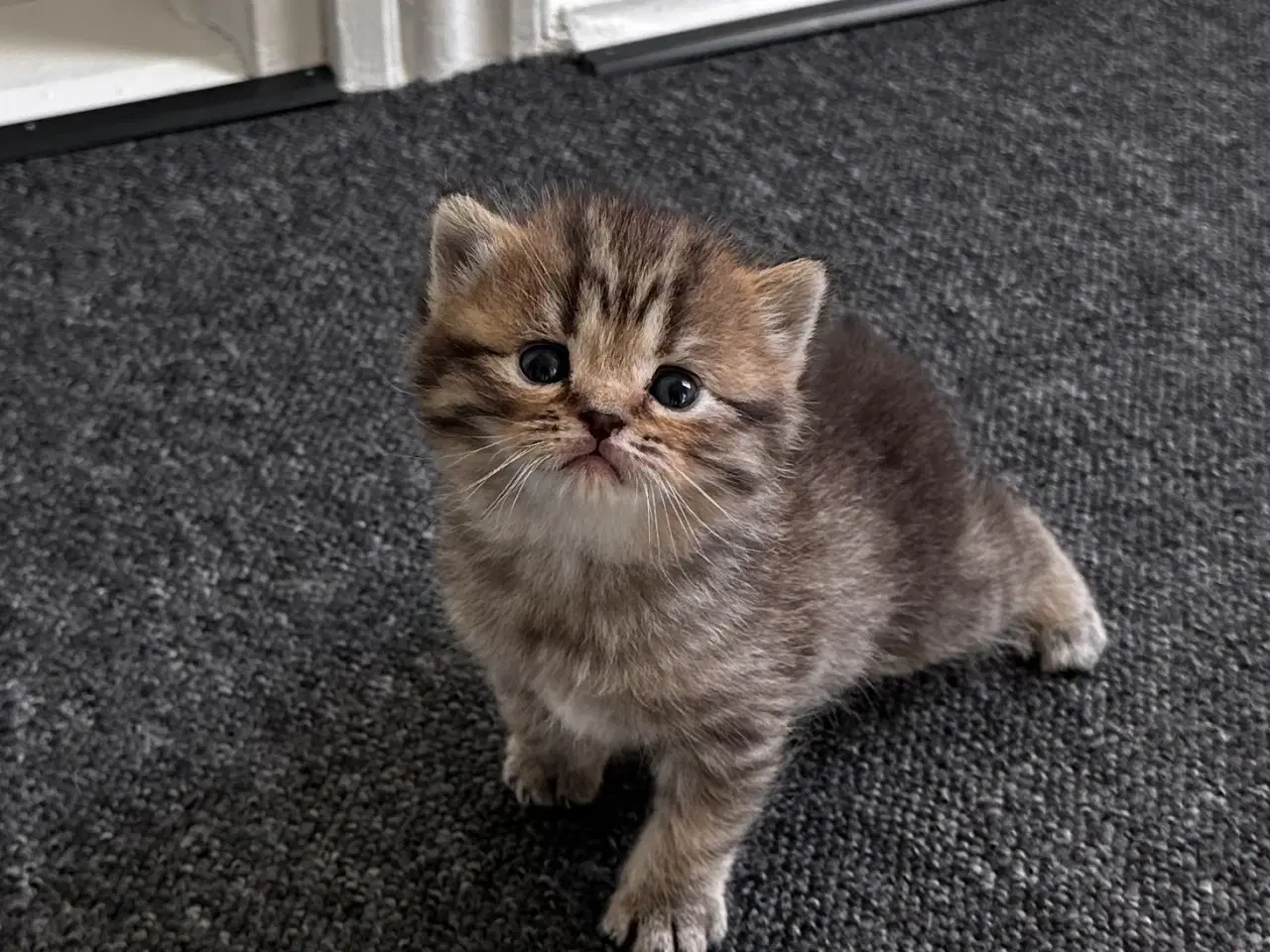 Billede 8 - British shorthair killinger søger hjem