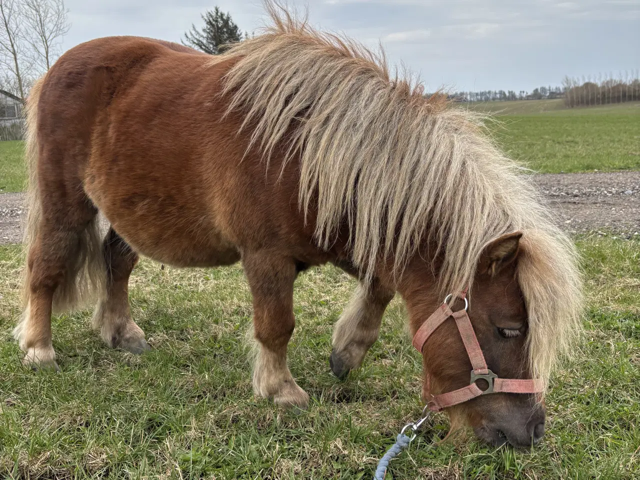 Billede 5 - Charmerende og avlssikker shetlænderhingst