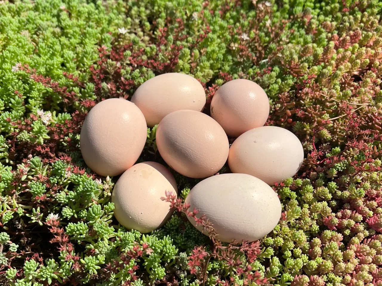 Billede 4 - Dværg wyandotter