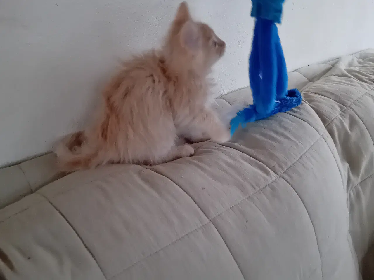 Billede 6 - Maincoon/Norsk skovkat