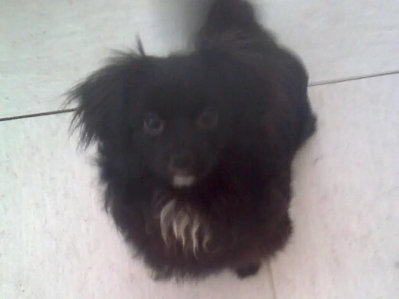 Billede 2 - Skønneste og dejligst pomeranian-/pomeran-blanding