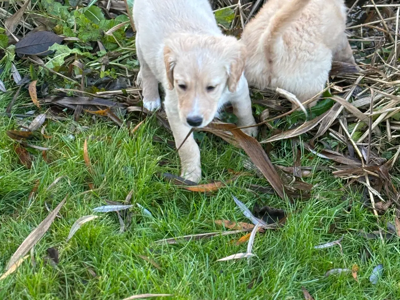 Billede 6 - Lys Labrador hvalp (labradoodle)