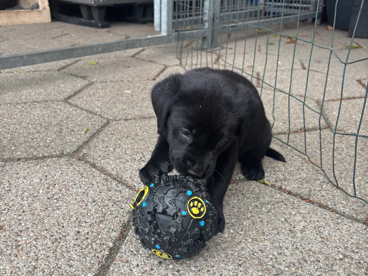 Billede 2 - Labrador F1 hvalpe, alle reserveret 