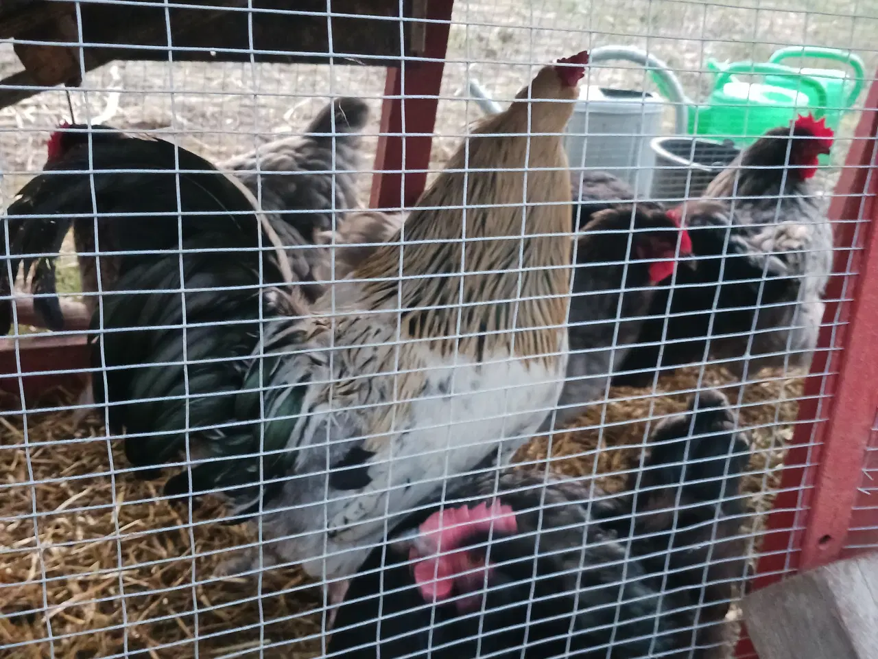 Billede 2 - Hane sælges 