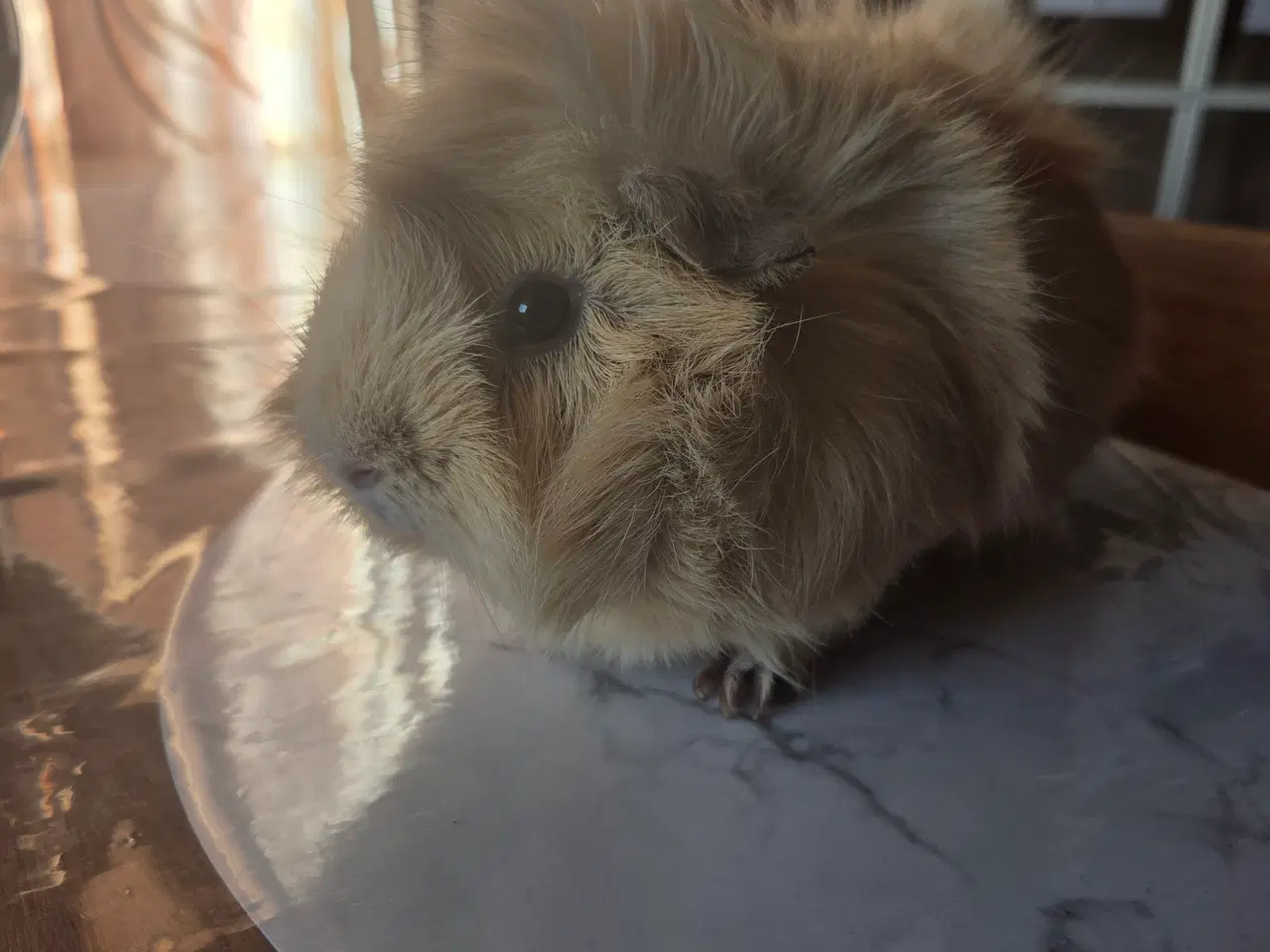 Billede 3 - Marsvin 🥰