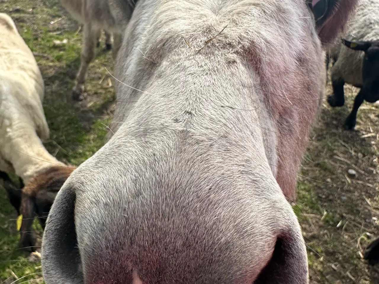 Billede 4 -  Vores skønne æsel hingst Egon søger nyt hjem