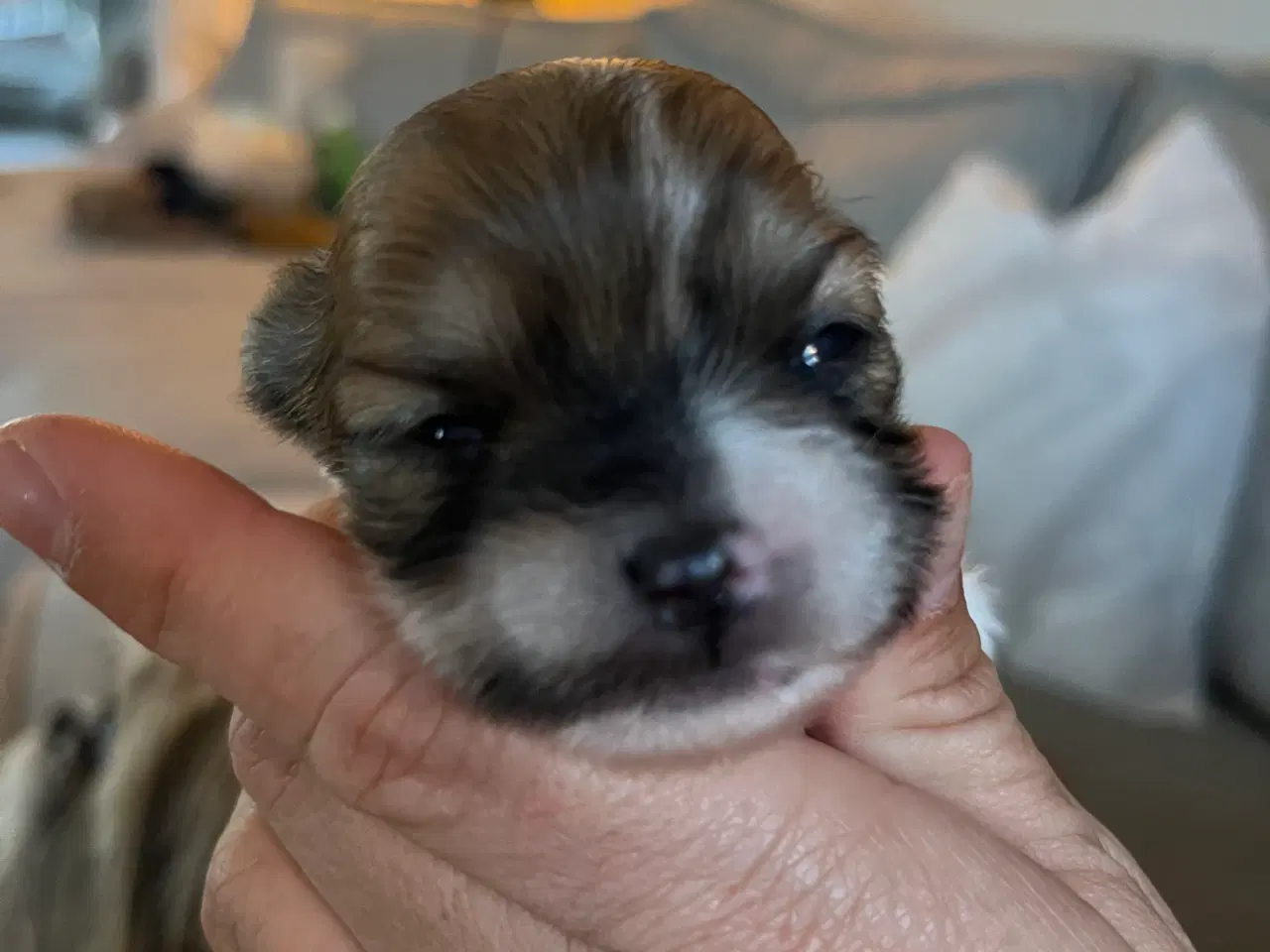 Billede 4 - Mini boomer 