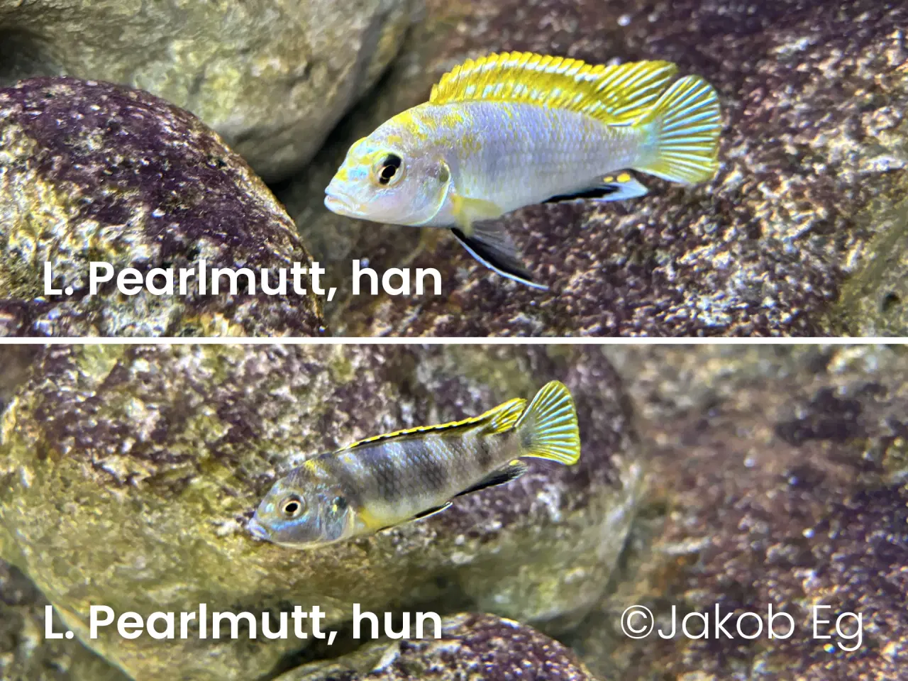 Billede 3 - Malawicichlider: Yngel af mange forskellige arter