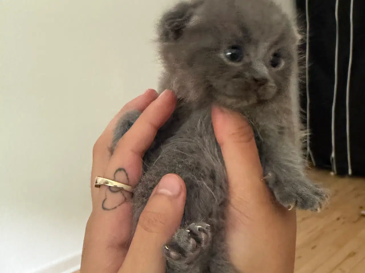 Billede 8 - Scottish fold & perser mix 