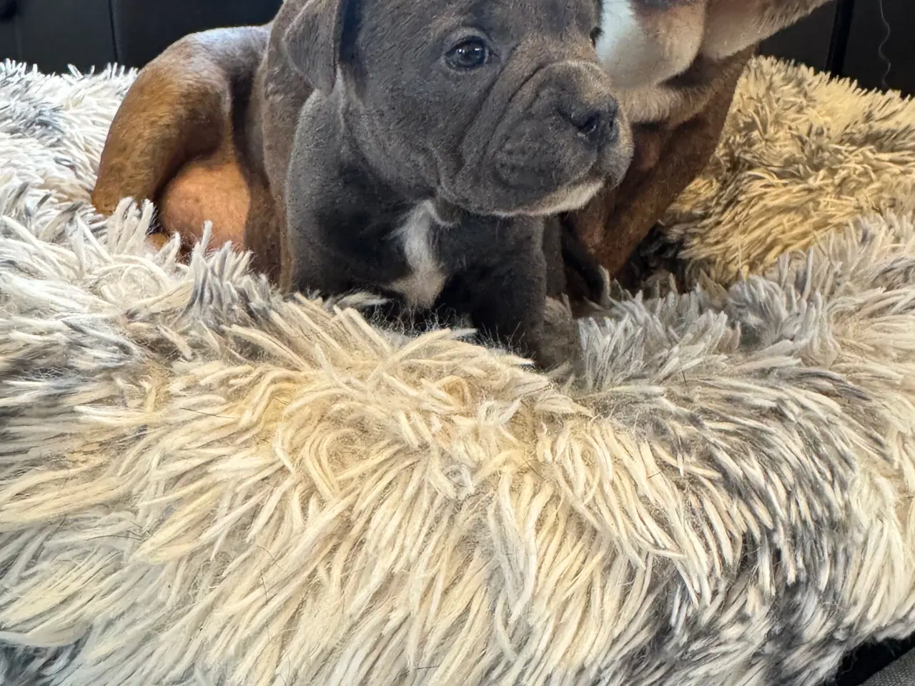 Billede 6 - Staffordshire/Old English Bulldog 