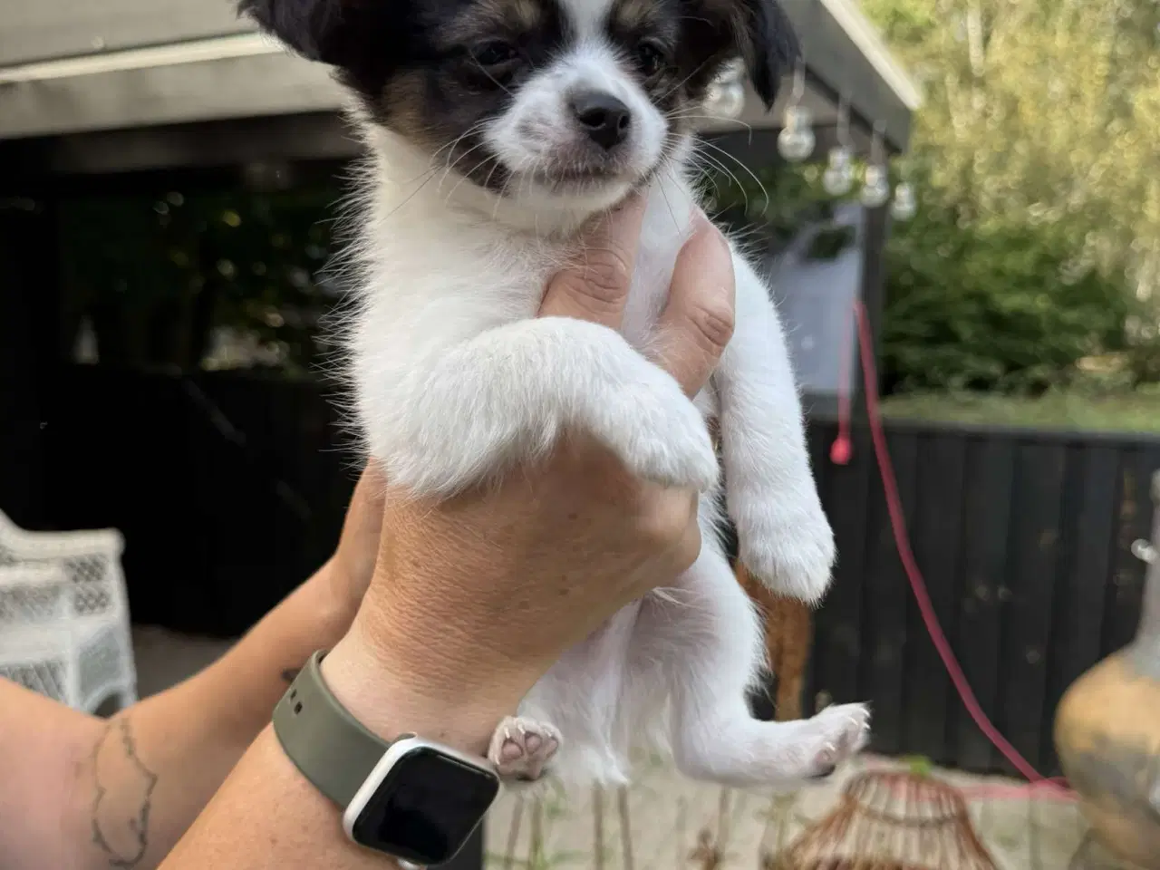 Billede 2 - Chihuahua hvalpe 