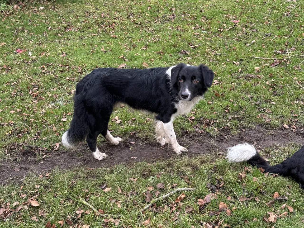 Billede 3 - Hvalpe blanding