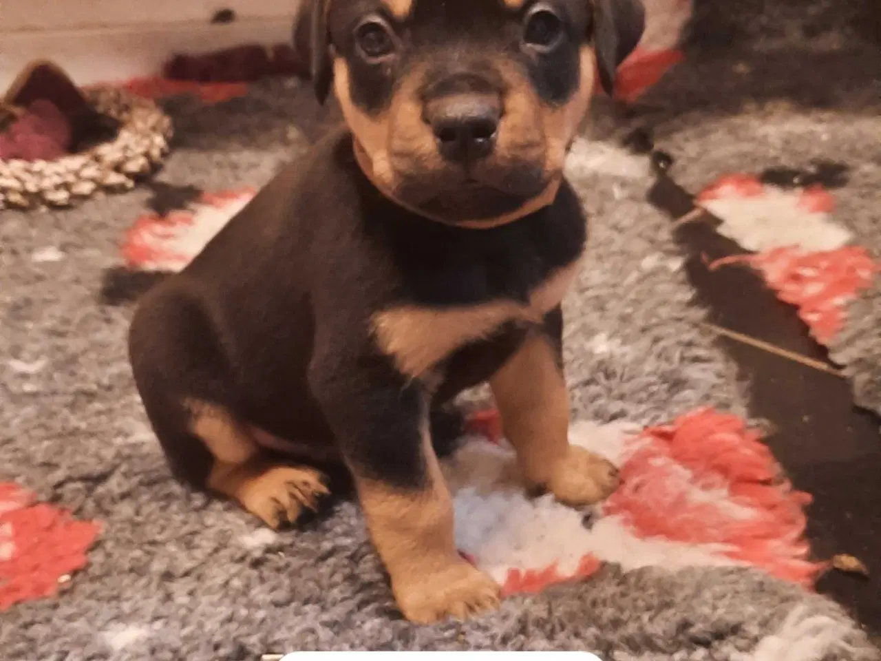 Billede 2 - Super skønne " Rott De Bordeaux " hvalpe 