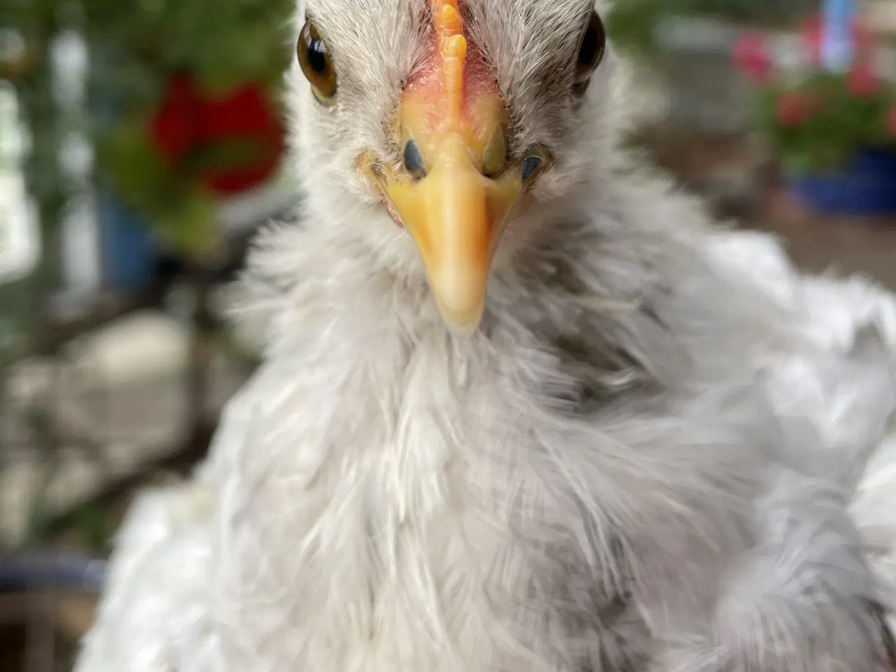 Billede 5 - Daggamle Silverruds blå, 8.3