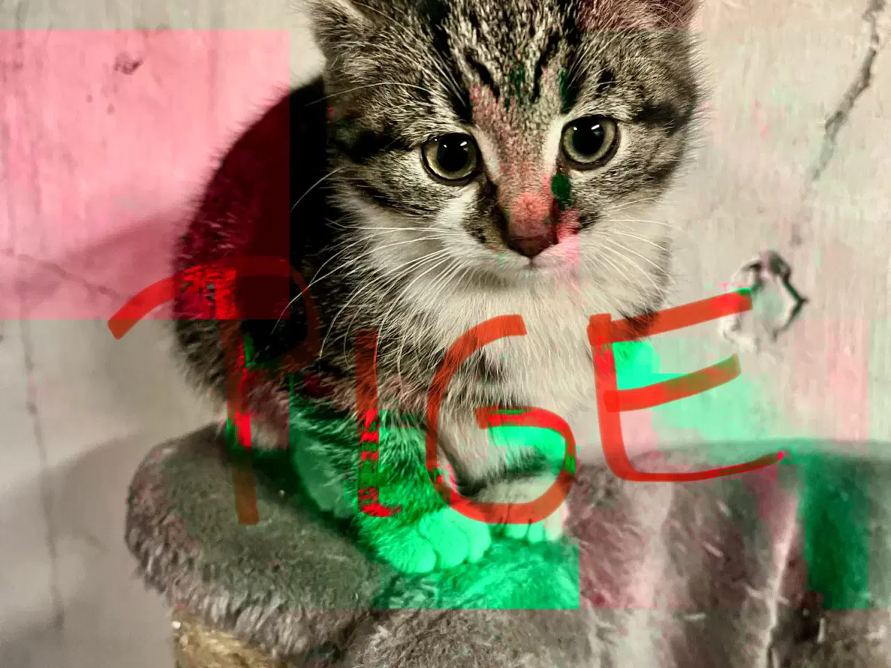 Billede 4 - Super søde killinger sælges