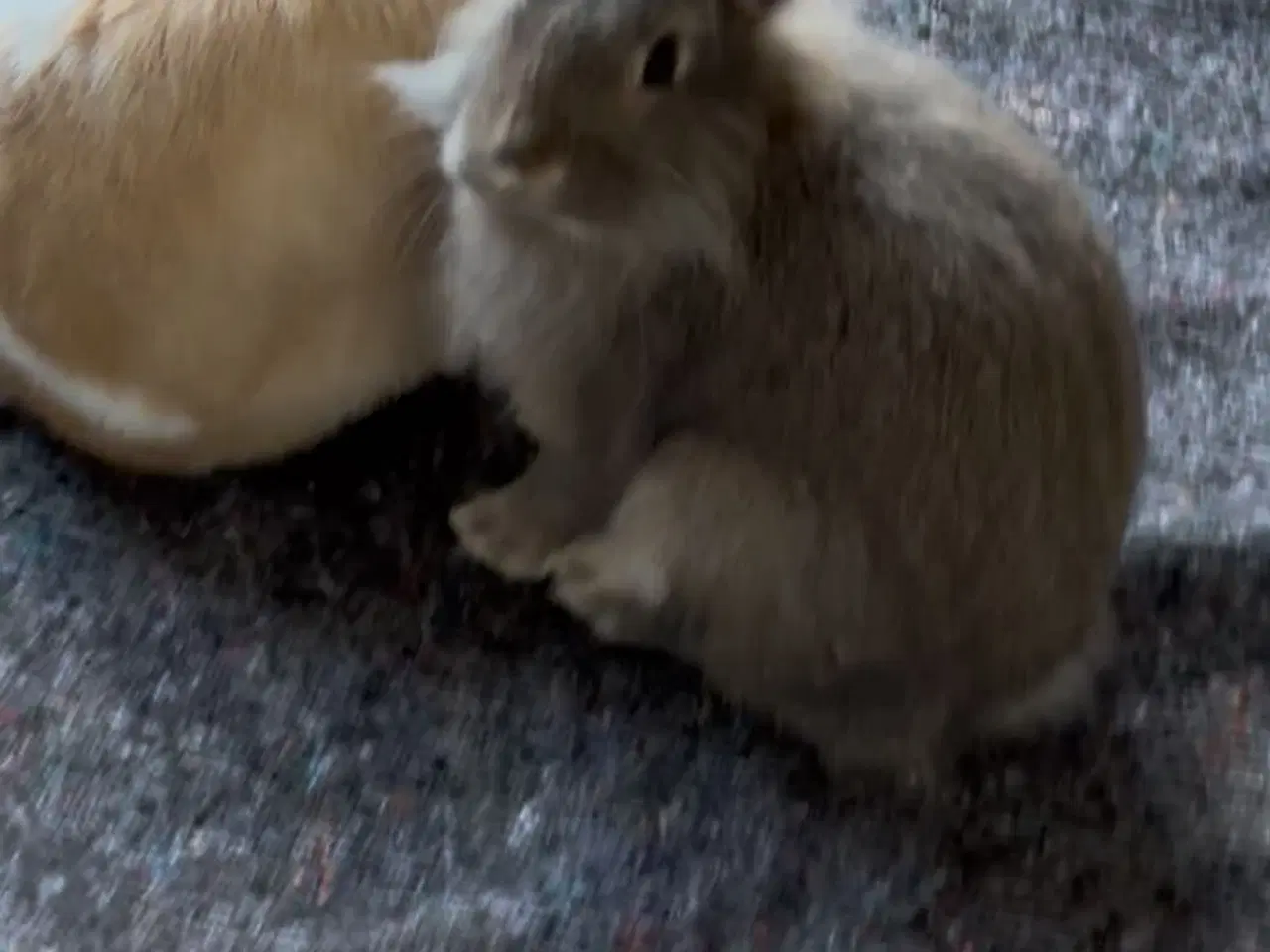 Billede 4 - 2 søde kaniner med bur