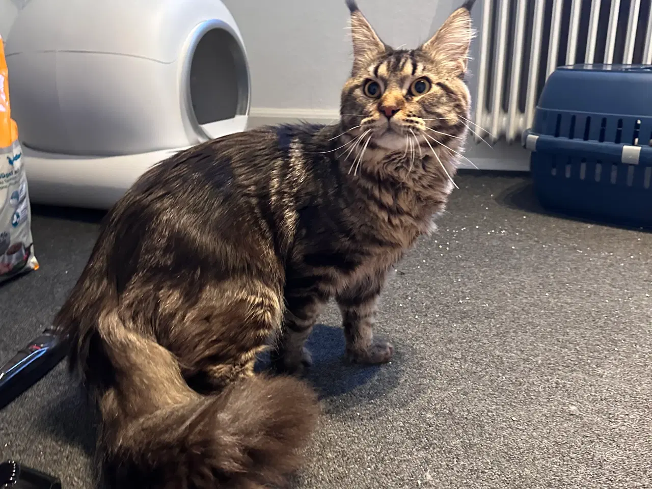Billede 2 - Fantastisk kælen Maine Coon han søger nyt hjem!