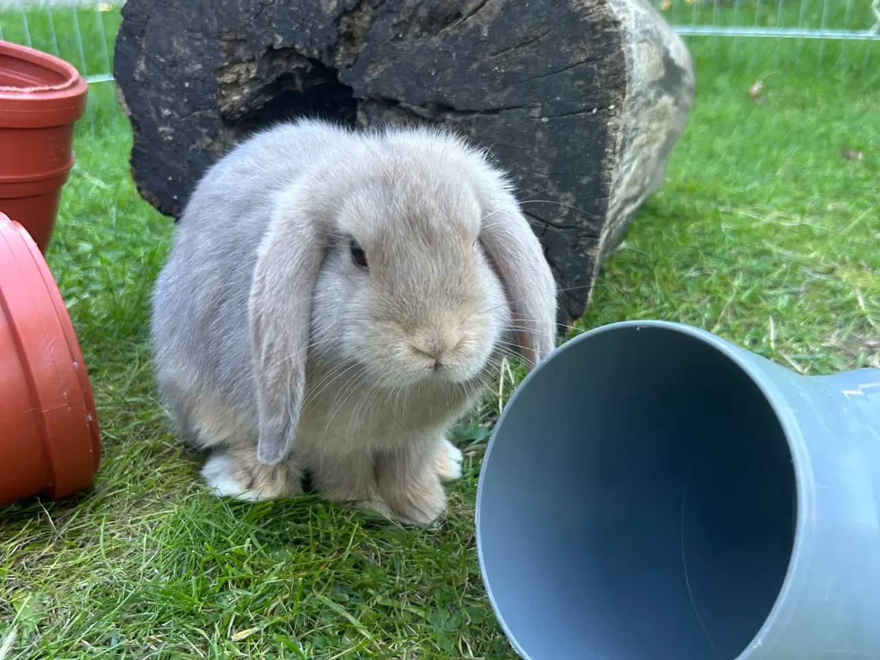 Billede 4 - Mini Lops