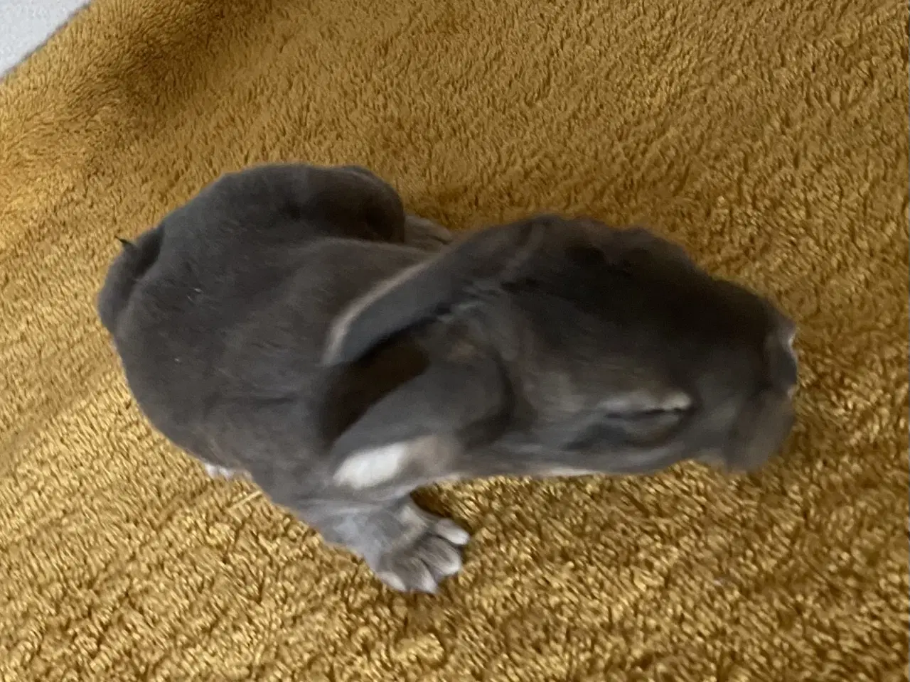 Billede 5 - FRANSK VÆDDER HUN VILDTGRÅ