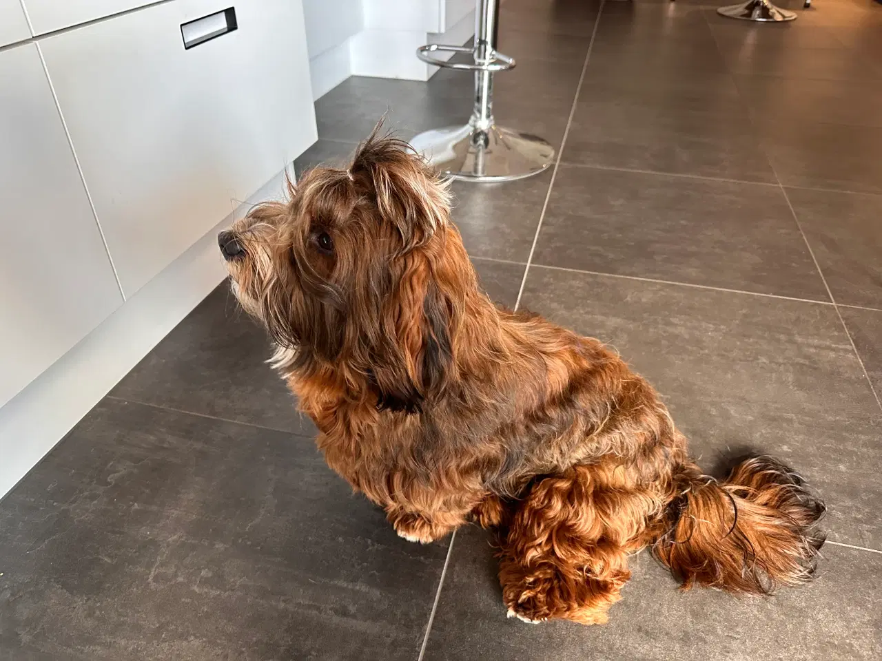 Billede 7 - Han hund tilbydes til avl
