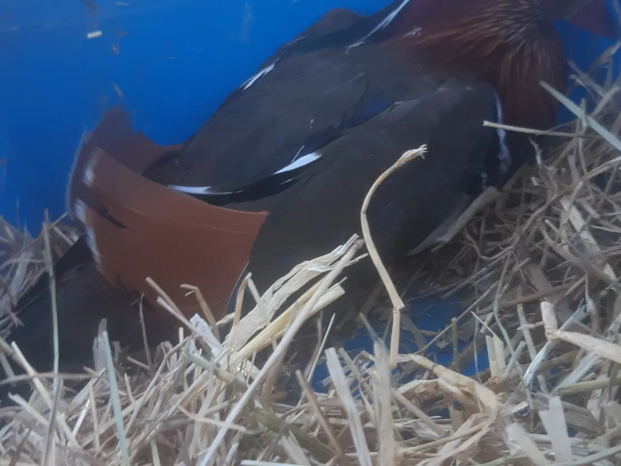 Billede 1 - 1,1 mandarinænder fra 2025