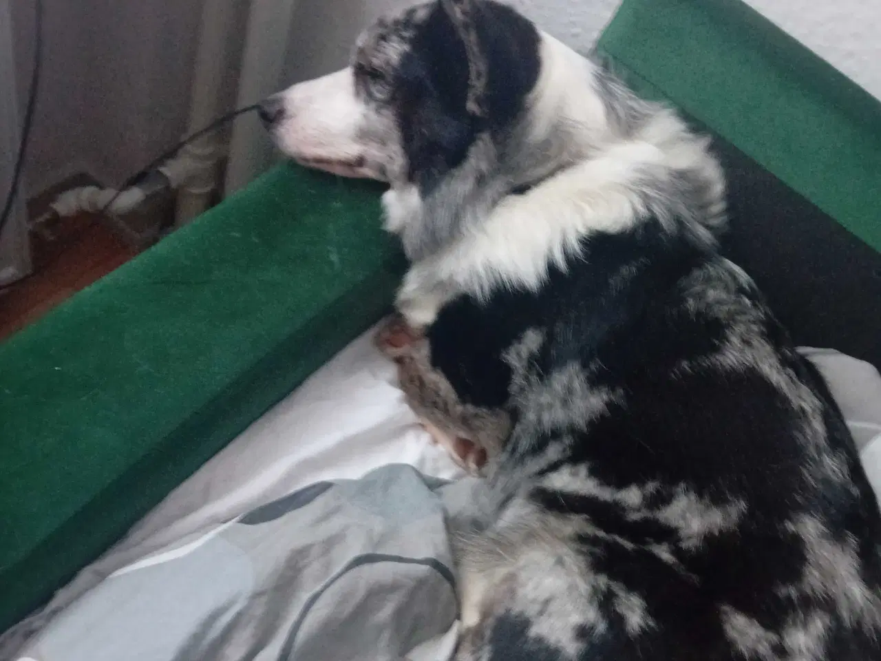 Billede 1 - Welsh corgi cardigan 