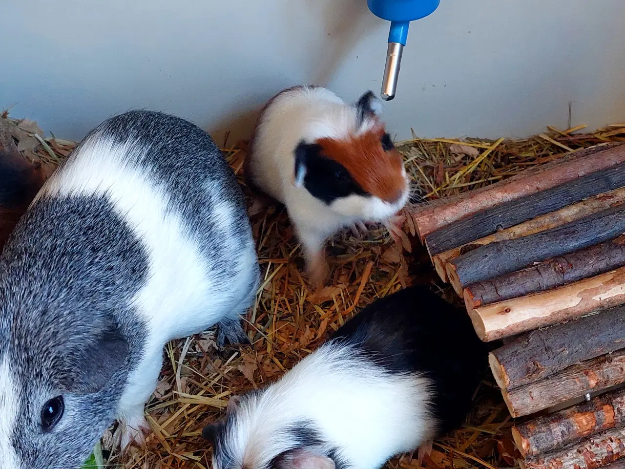 Billede 1 - 3 søde unger