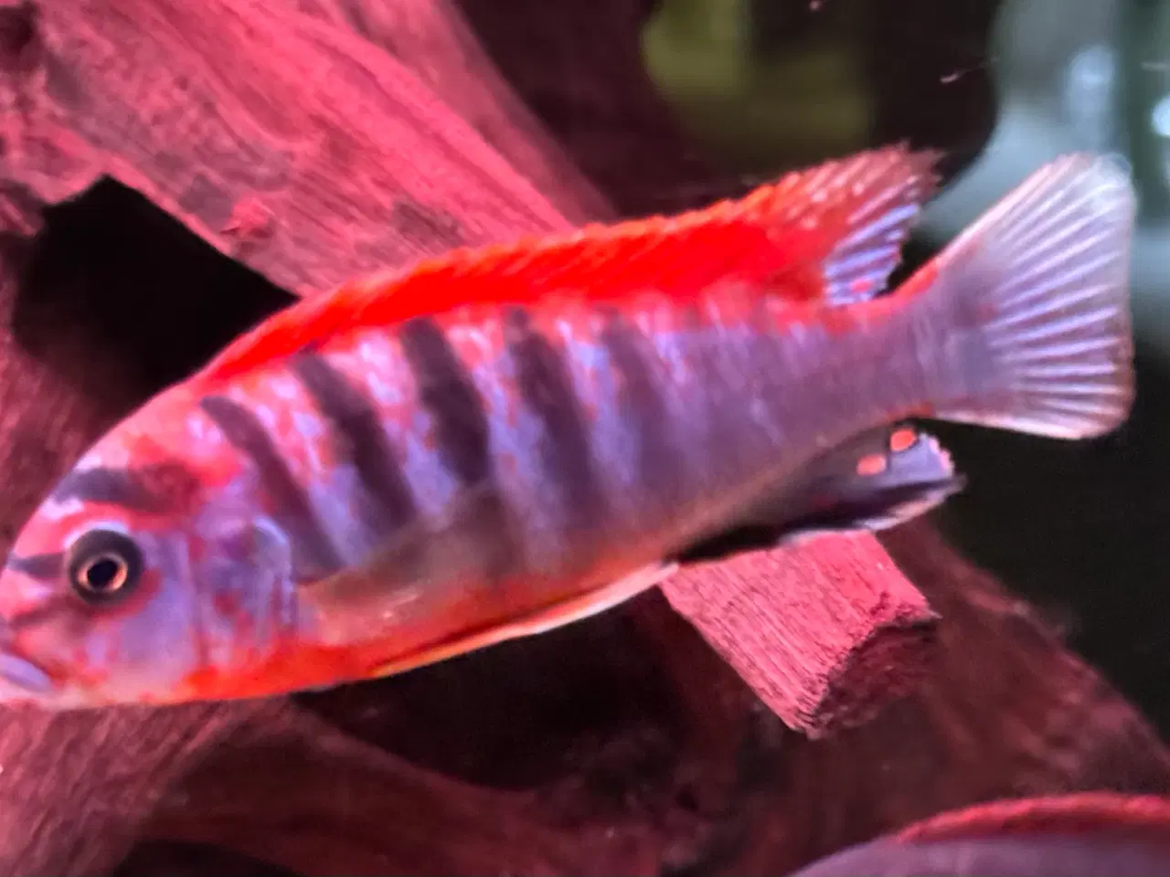 Billede 8 - Labidochromis sp. Red top hongi malawi cichlider