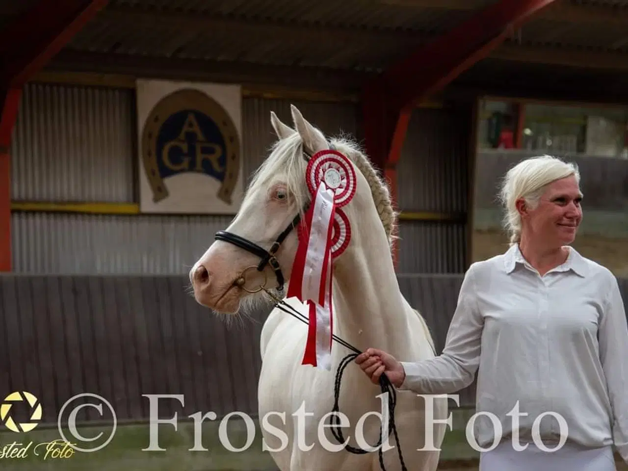 Billede 10 - Smuk Welsh Partbred pony. Født 19.05.23 