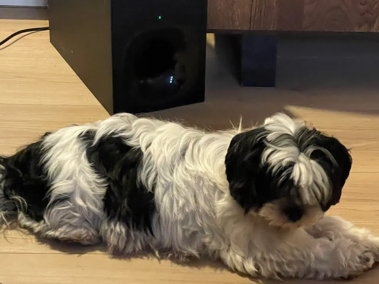 Billede 8 - Lhasa apso tæve