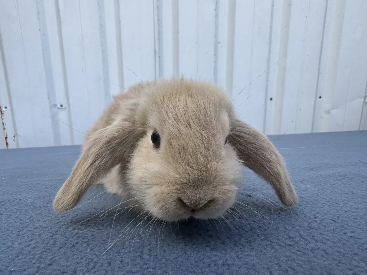 Billede 1 - Dværgvædder/Mini lop hankanin