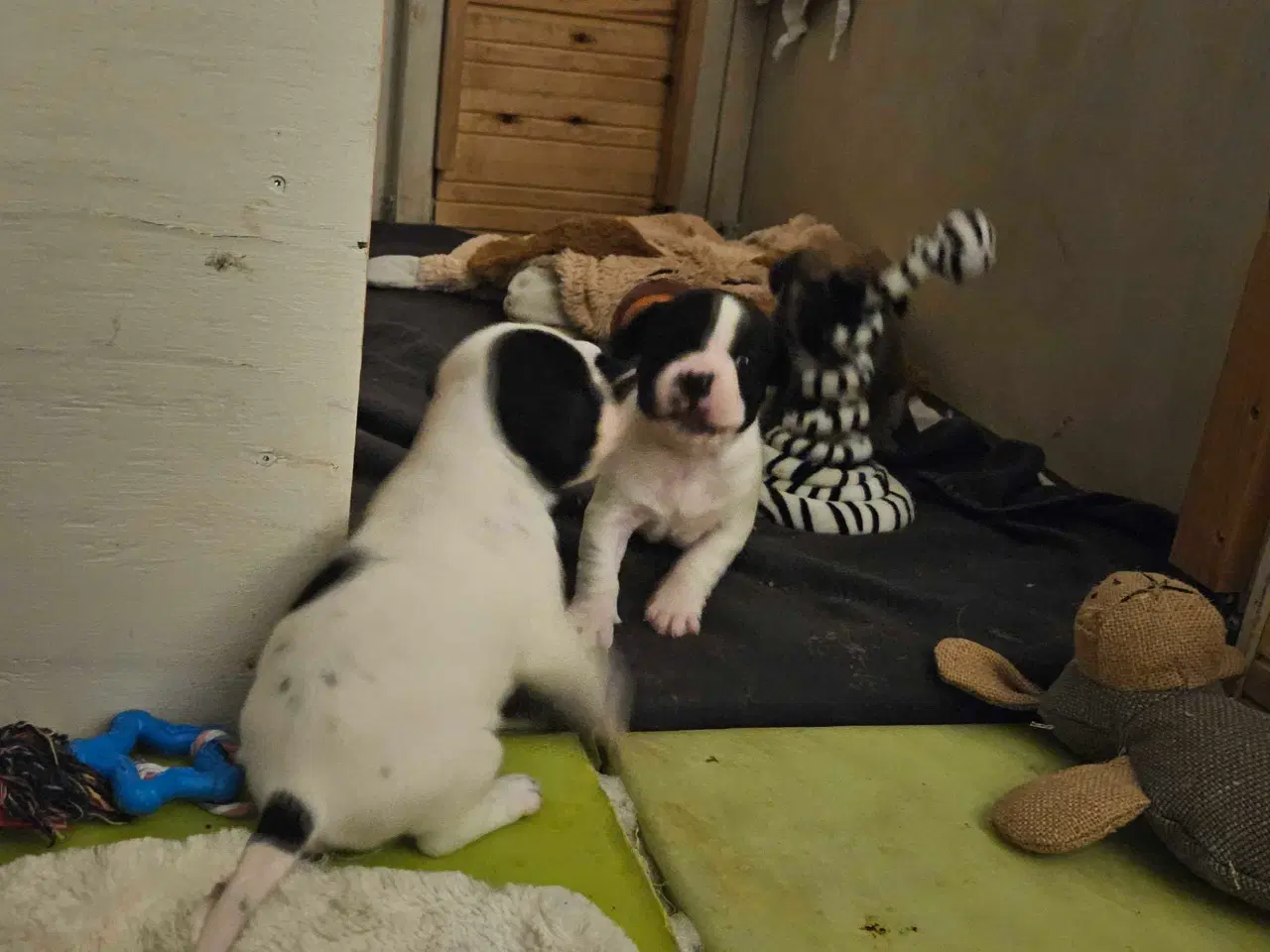 Billede 3 - Fransk bulldog og beagle blandinger født 30/10