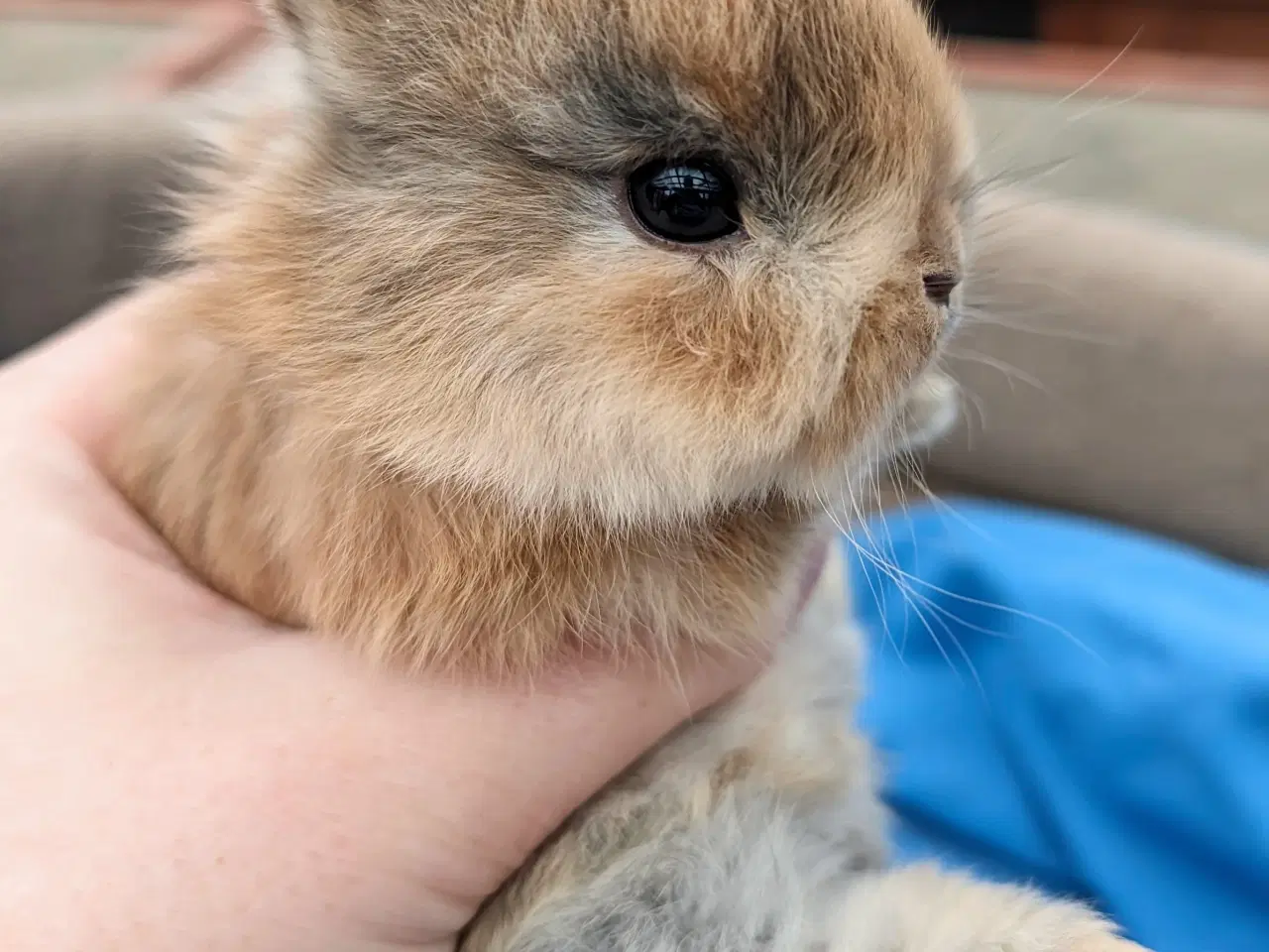 Billede 7 - Hermelin kaninunge sælges 