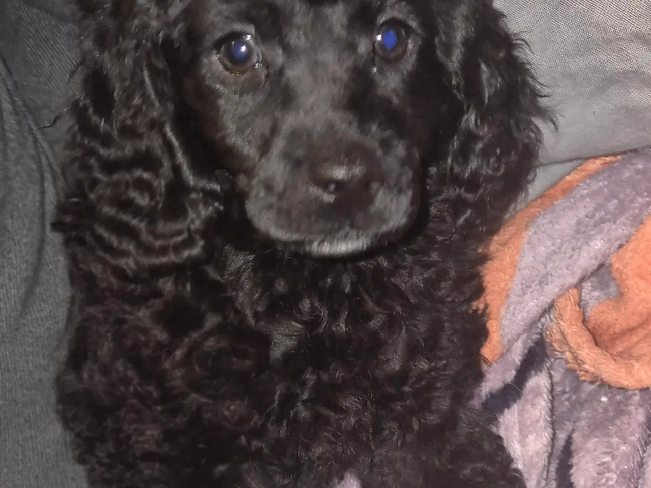 Billede 7 - Puddel hvalp