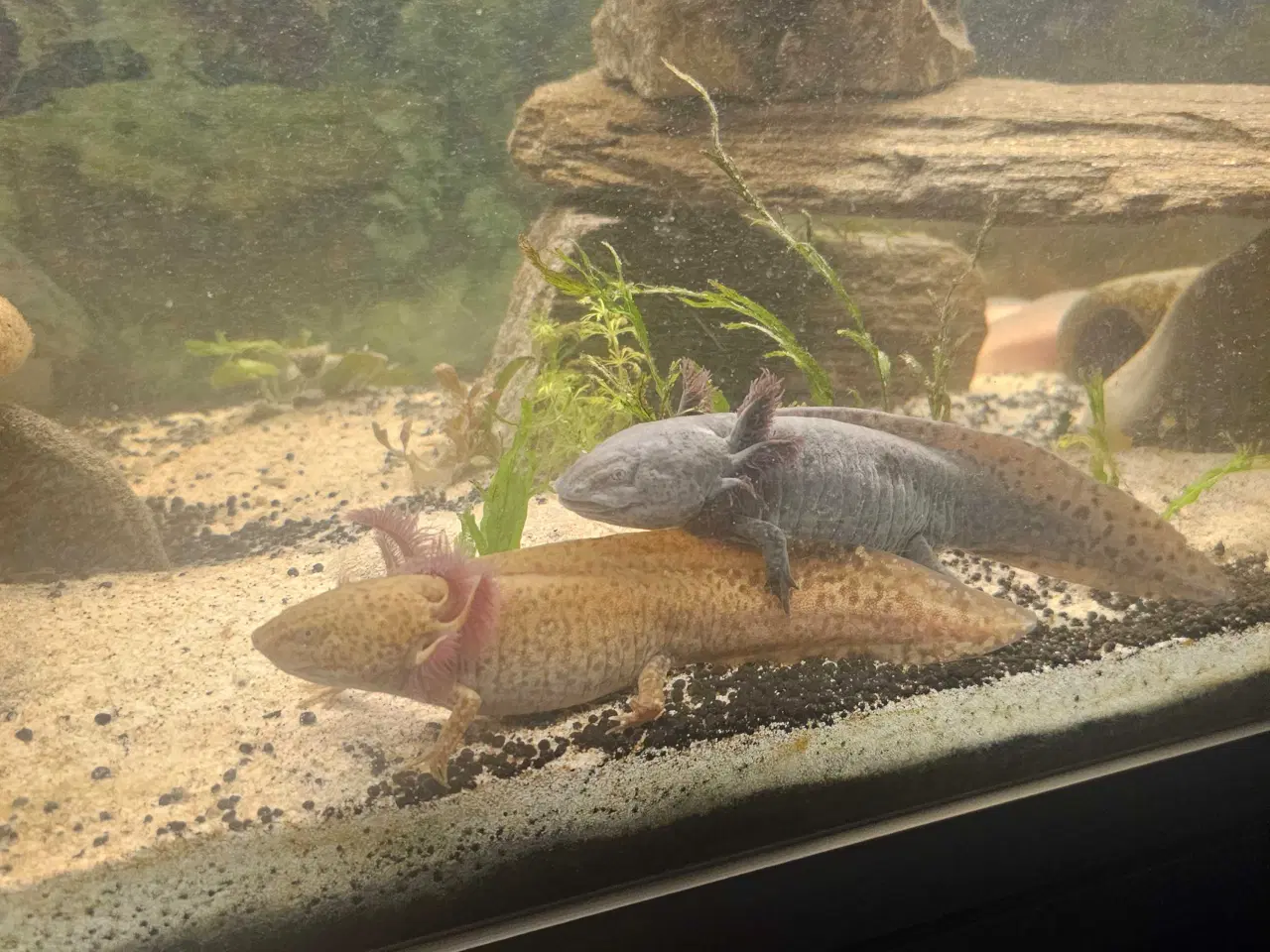 Billede 16 - Axolotl Avlsstamme 