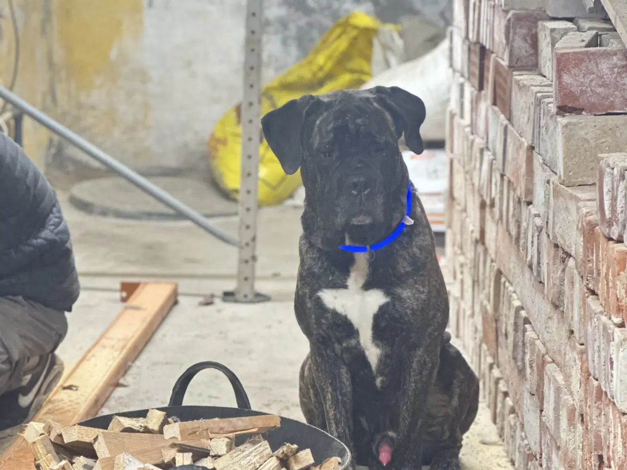 Billede 2 - Cane Corso 3 år