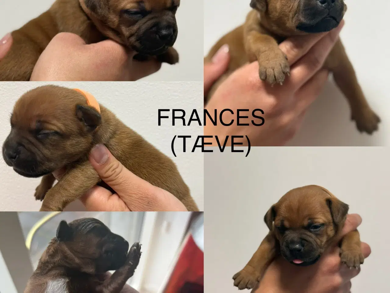 Billede 9 - Staffordshire Bull Terrier Hvalpe m. fin Stamtavle