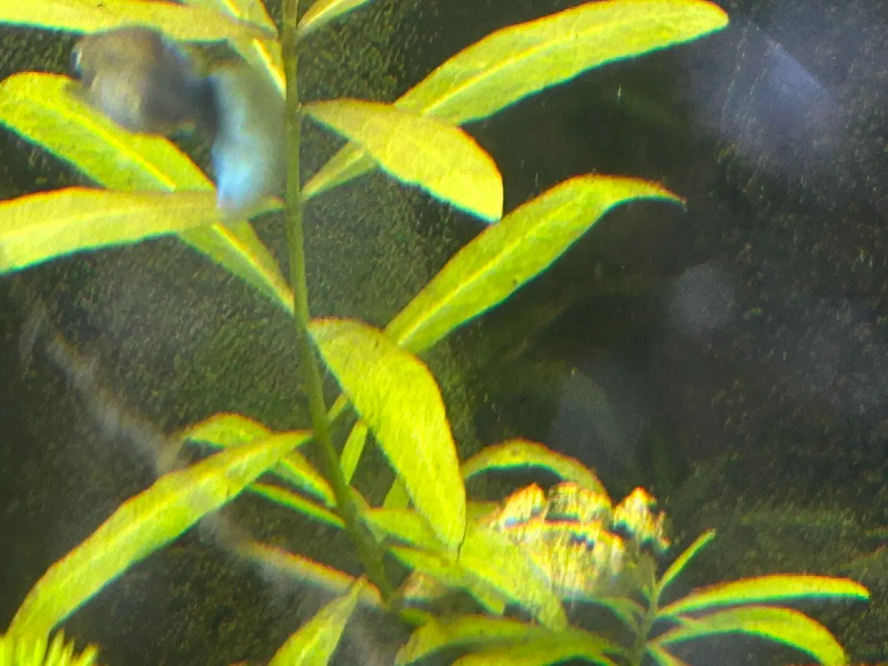 Billede 4 - 🌿 Levende akvarieplanter – 2 stk. GLS