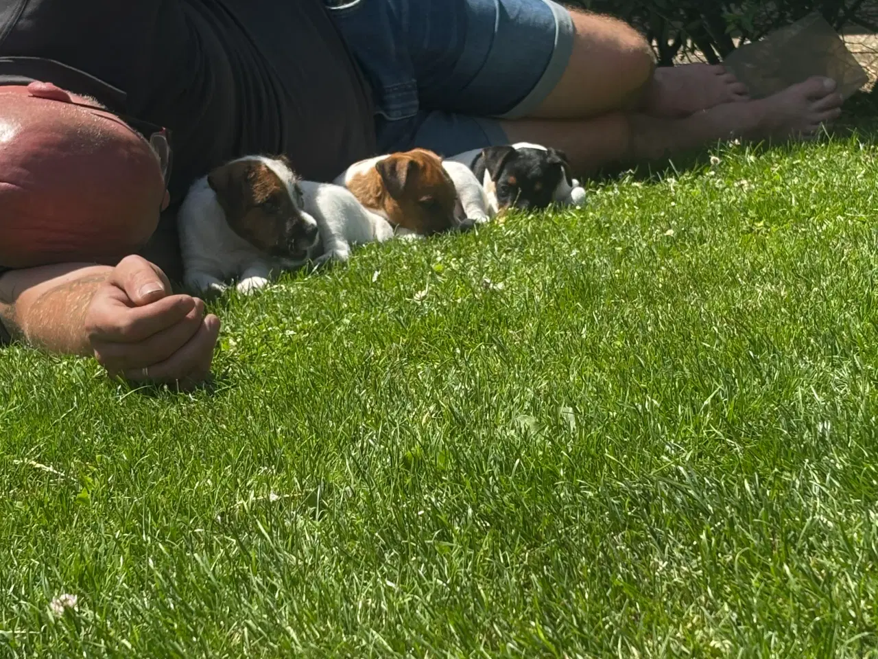 Billede 7 - Jack russel tæve 